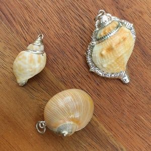 South Sea Shells w/ Silver Trim